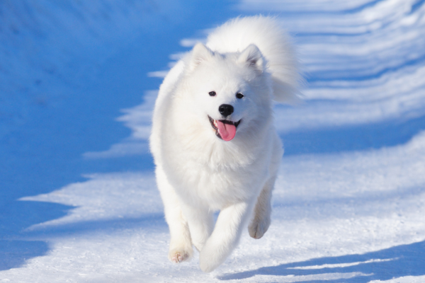 Samojed